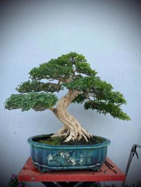 Nguyệt quế lá xoắn, hàng khủng