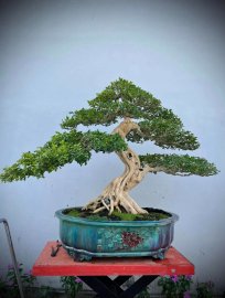 Nguyệt quế lá xoắn, hàng khủng