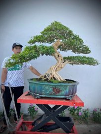 Nguyệt quế lá xoắn, hàng khủng