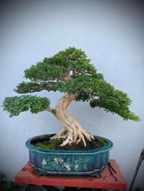Nguyệt quế lá xoắn, hàng khủng