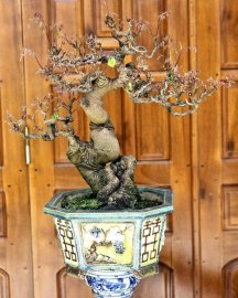 Star fruit tree