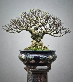 Water Jasmine mature tree