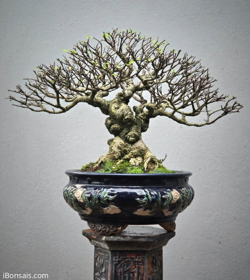Water Jasmine mature tree