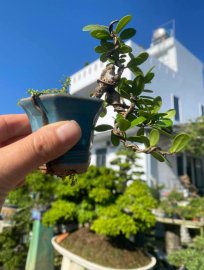 Scopolia nana mini tree 