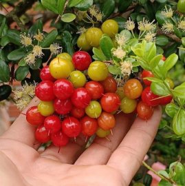 Scopolia nana mini tree 