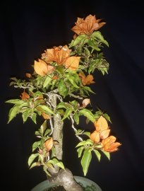 Bougainvillea tree with orange flowers