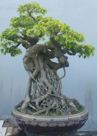 Ficus benjamina bonsai tree