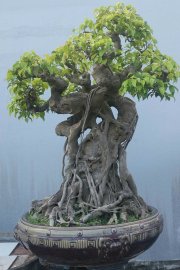 Ficus benjamina bonsai tree