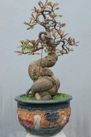 Red Barringtonia mini tree
