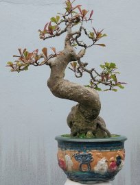 Red Barringtonia mini tree
