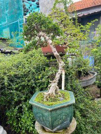 Sam hoa giờ mấy ai chơi