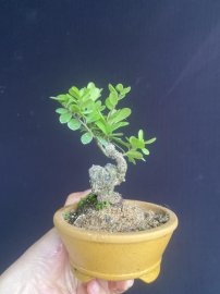Mini hải châu sông cầu cưng ạ