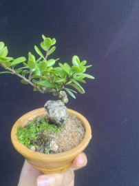 Mini hải châu sông cầu cưng ạ