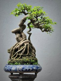 Ficus benjamina bonsai tree