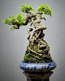 Ficus benjamina bonsai tree