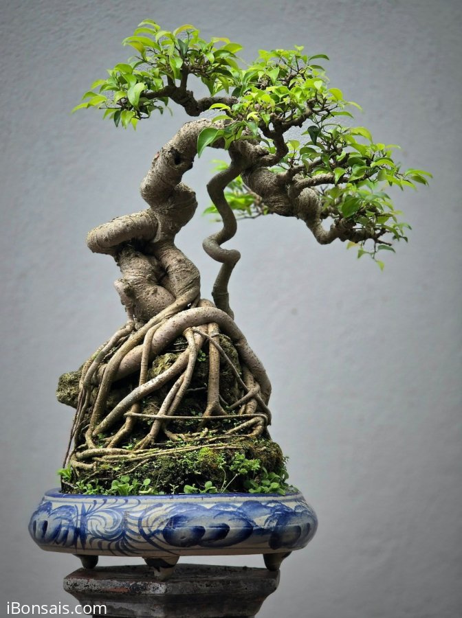Ficus benjamina bonsai tree