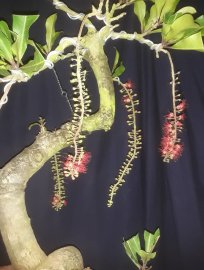 Em là Lộc Vừng văn nhân...