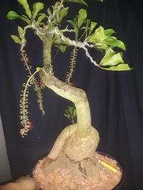 Em là Lộc Vừng văn nhân...