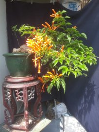 Em là Chùm Ớt Rạng Đông...