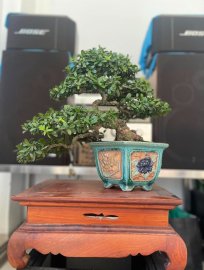 Hải châu lá nhỏ sông cầu