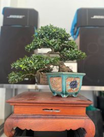 Hải châu lá nhỏ sông cầu