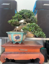 Hải châu lá nhỏ sông cầu