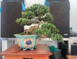 Hải châu lá nhỏ sông cầu