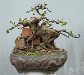 Ficus tree attached to bricks
