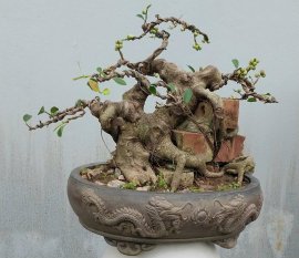 Ficus tree attached to bricks