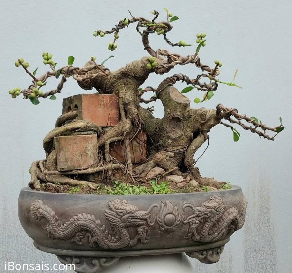 Ficus tree attached to bricks