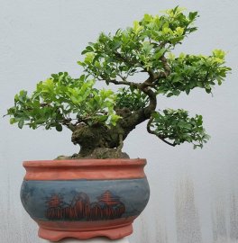 Mock Lemon mini tree