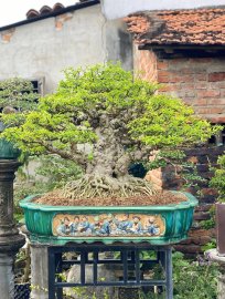 Cụ mai chiếu thủy trung nu