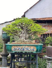 Cụ mai chiếu thủy trung nu