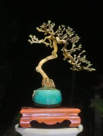 Linh sam văn nhân