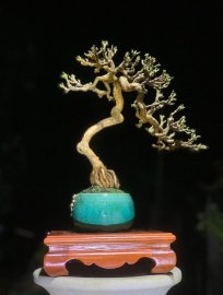 Linh sam văn nhân