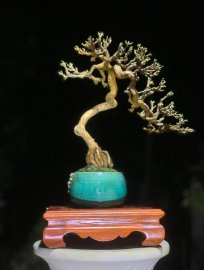 Linh sam văn nhân