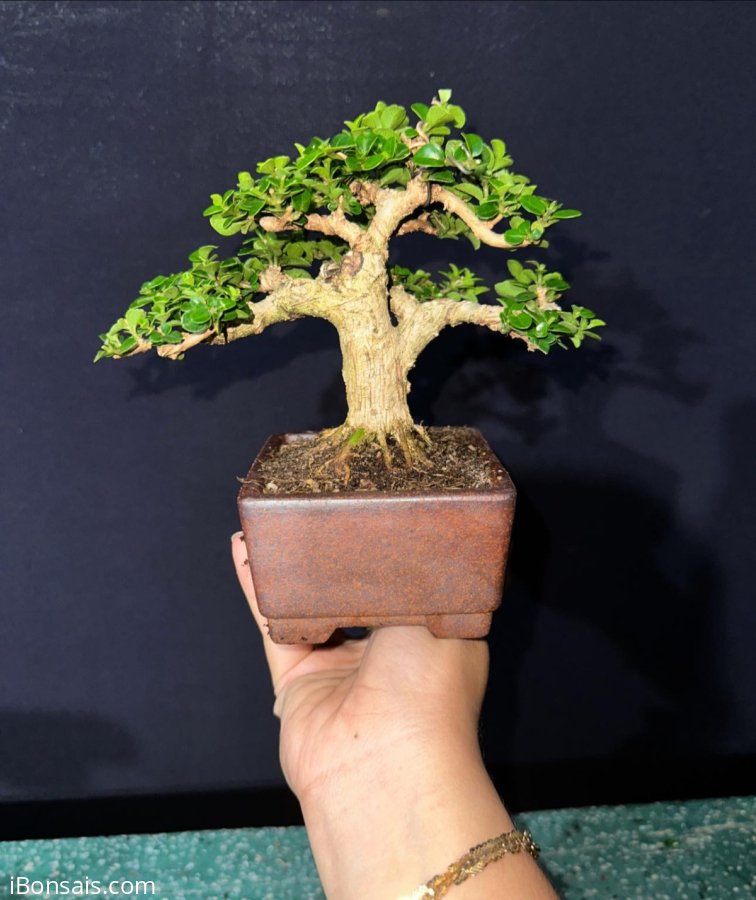 Premna mini tree