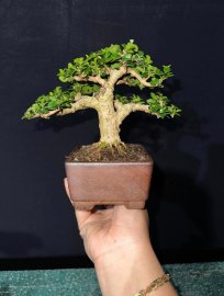 Premna mini tree