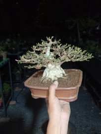 Water Jasmine tree