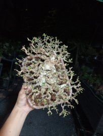 Water Jasmine tree