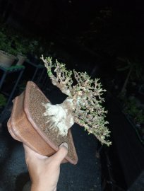 Water Jasmine tree