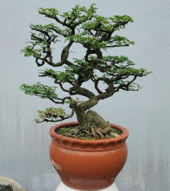 Feroniella lucida mini tree
