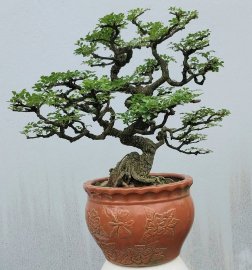 Feroniella lucida mini tree