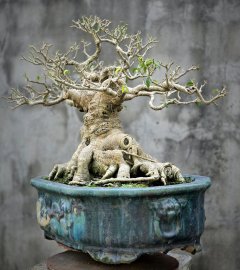Ficus benjamina bonsai tree