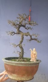 Duối già cổ