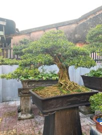 Tỉa tót lại cho nàng linh sam sông hinh zin