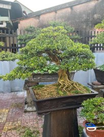 Tỉa tót lại cho nàng linh sam sông hinh zin