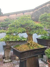 Tỉa tót lại cho nàng linh sam sông hinh zin