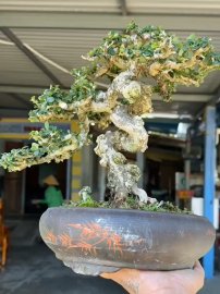 Antidesma acidum tree