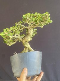Antidesma acidum tree